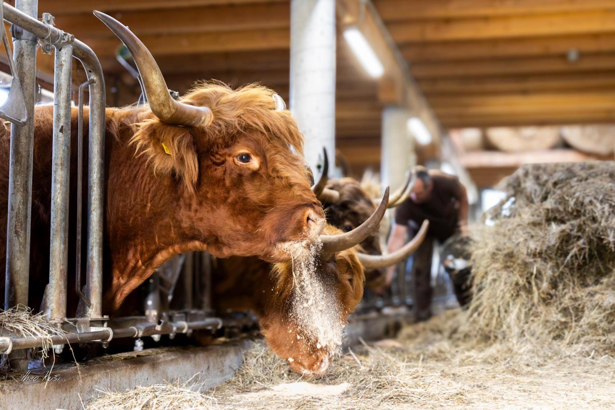 Biobauernhof Lacken Farm stay *